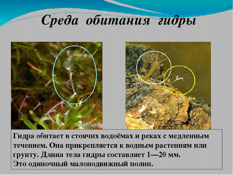 Kraken darknet зеркала кракен обход